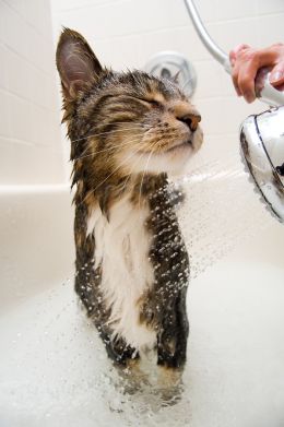 Cómo bañar a un gato de manera discreta sin que te rasguñe