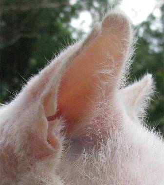 Las orejas en los gatos. Tips para combatir los ácaros del oído | GATOSPEDIA