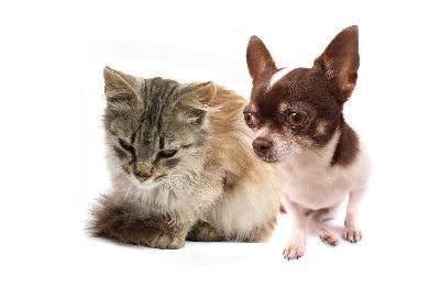 gato y perro