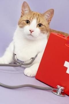 gato salud medicina veterinario