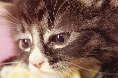 Lugar de la noche Nervio estornudar Síntomas que indican depresión en los gatos | GATOSPEDIA